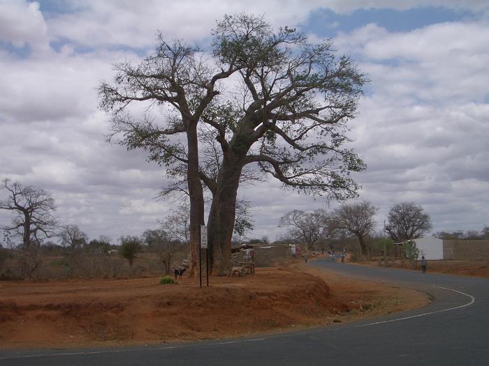 017_de hele weg is geasfalteerd en nog een Baobab